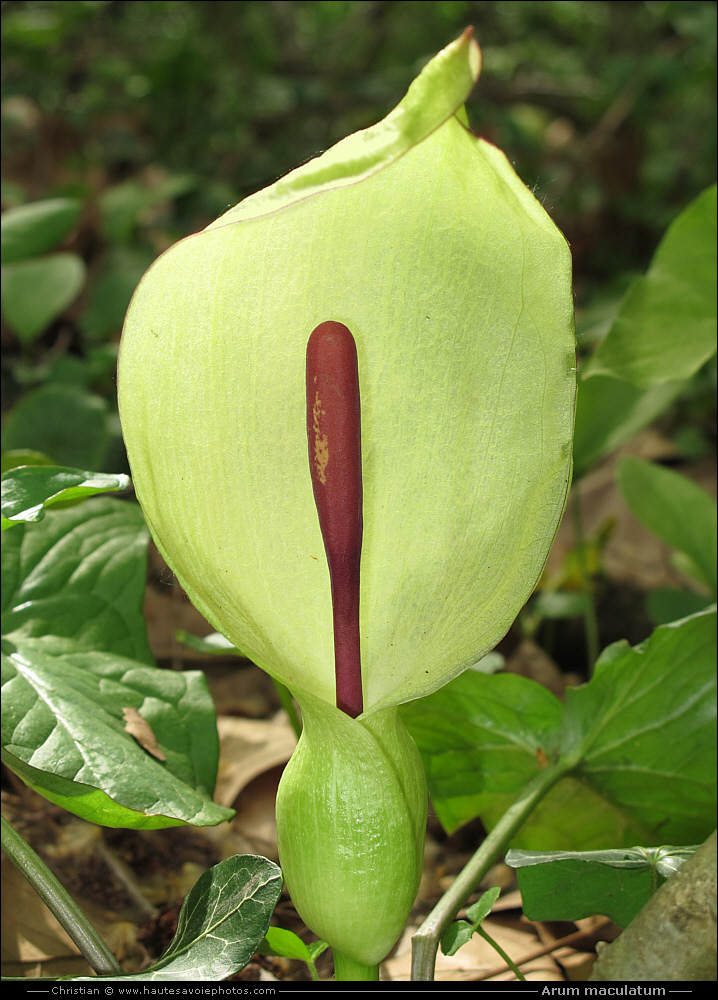 Gouet tacheté - Arum maculatum