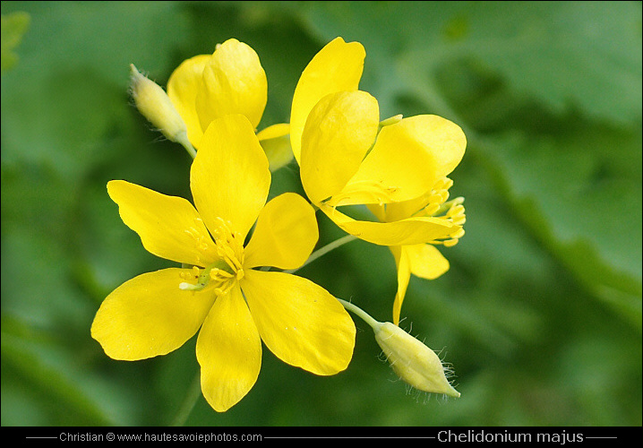 Grande Ch lidoine Chelidonium Majus