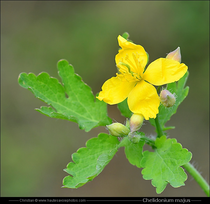 Grande Ch lidoine Chelidonium Majus