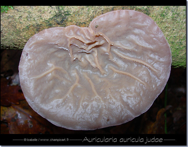 Oreille de Judas - Auricularia auricula-judae