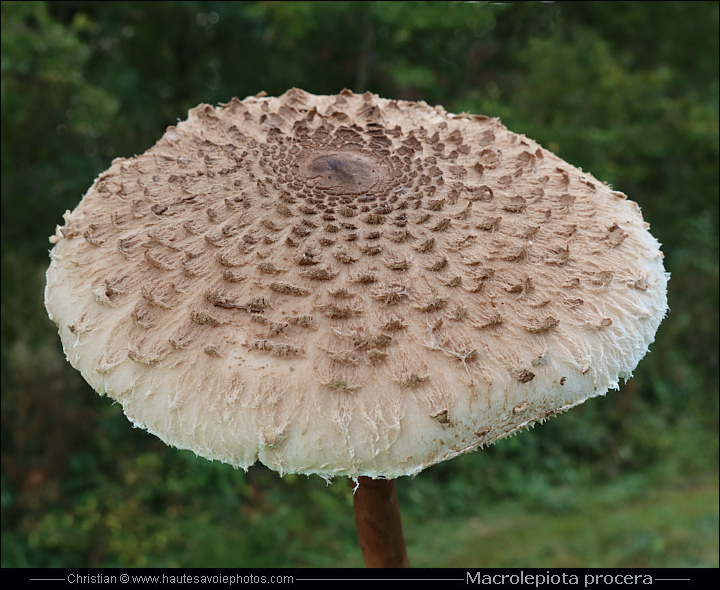 Coulemelle Ou L piote lev e Macrolepiota Procera Champignon 