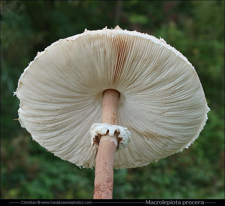 Coulemelle Ou L piote lev e Macrolepiota Procera Champignon 