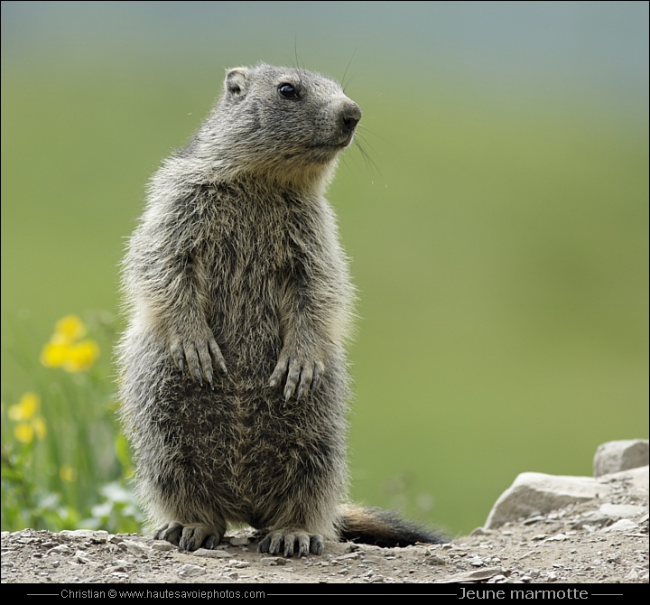 Jeune Marmotte Des Alpes Marmota Marmota Ordre Des Rongeurs