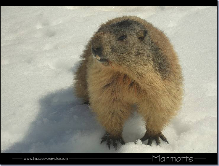 Marmotte des Alpes - Marmota marmota