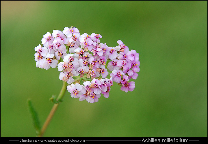 Achillée millefeuille - Achillea millefolium