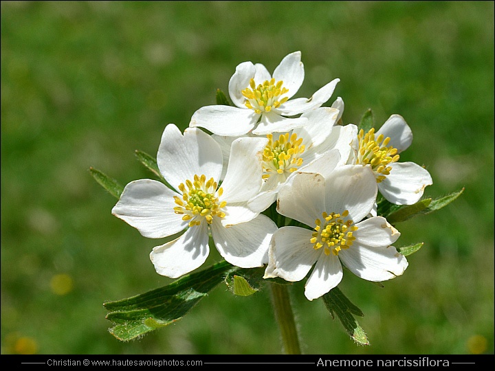 Anémone à fleur de narcisse - Anemone narcissiflora