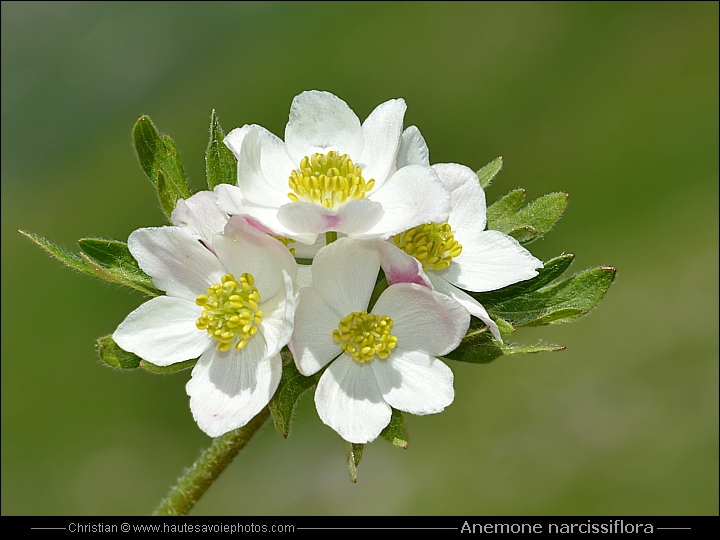 Anémone à fleur de narcisse - Anemone narcissiflora