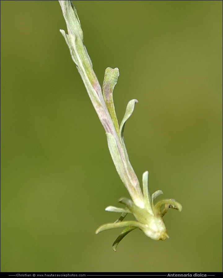 Antennaire dioïque - Antennaria dioica