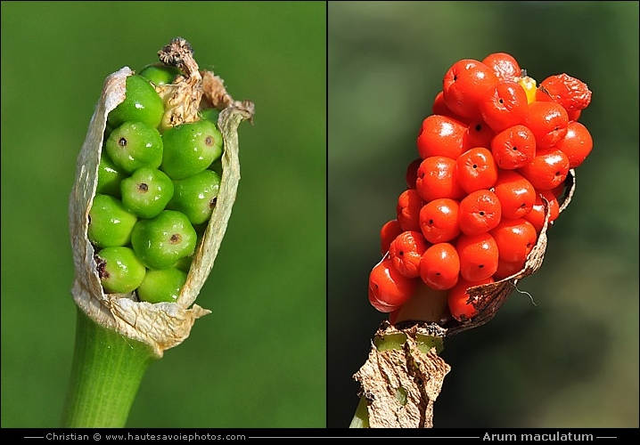 fruit du Gouet - Arum maculatum