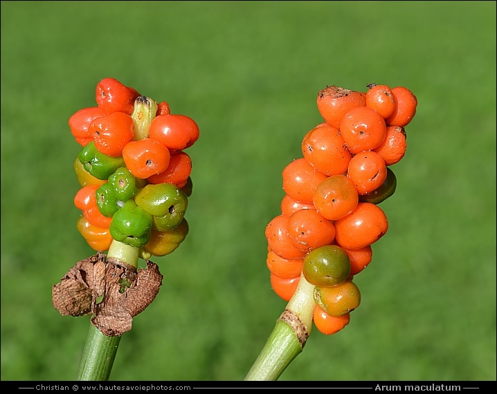 fruit du Gouet - Arum maculatum