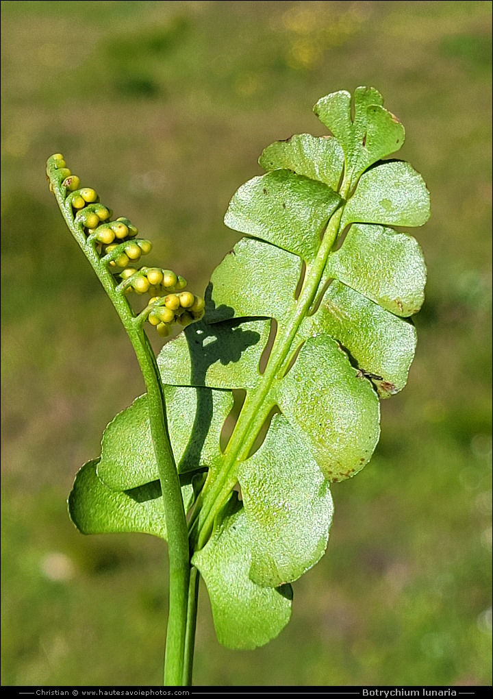 Botryche lunaire - Botrychium lunaria