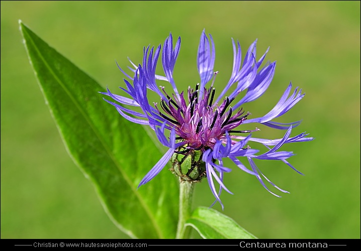 Bleuet de montagne - Centaurea montana ou Cyanus montanus
