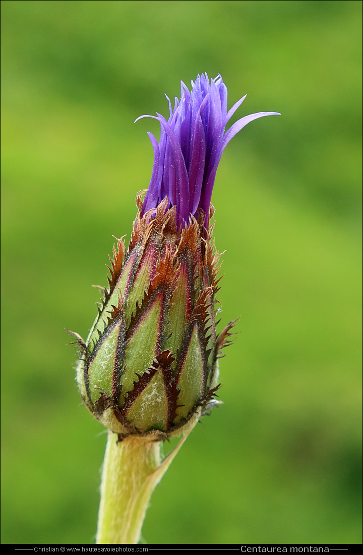Bleuet de montagne - Centaurea montana ou Cyanus montanus