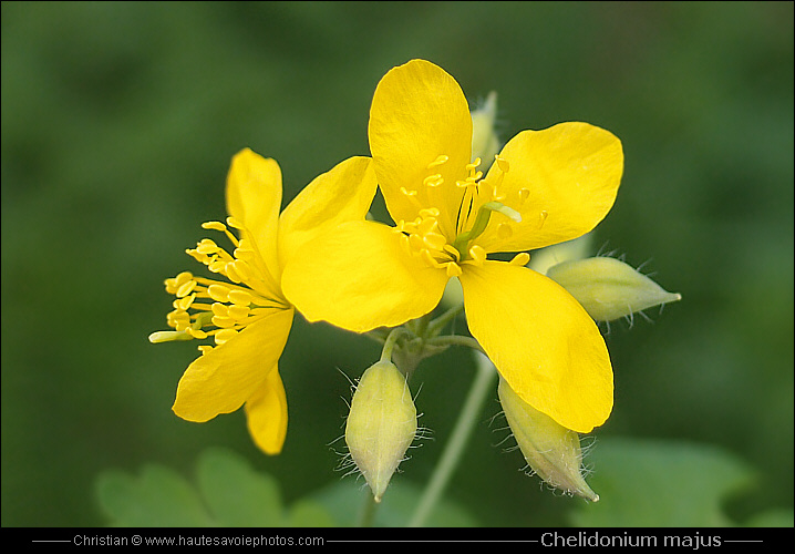 Grande Ch lidoine Chelidonium Majus