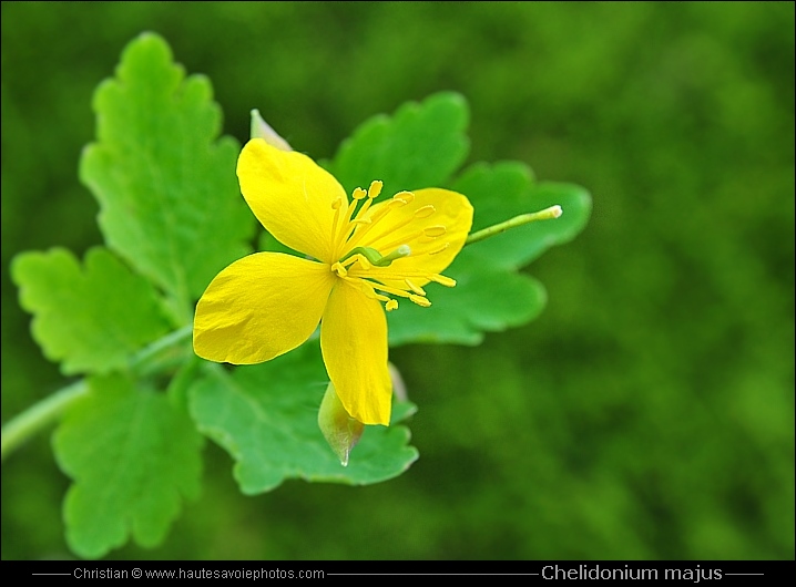 Grande Ch lidoine Chelidonium Majus