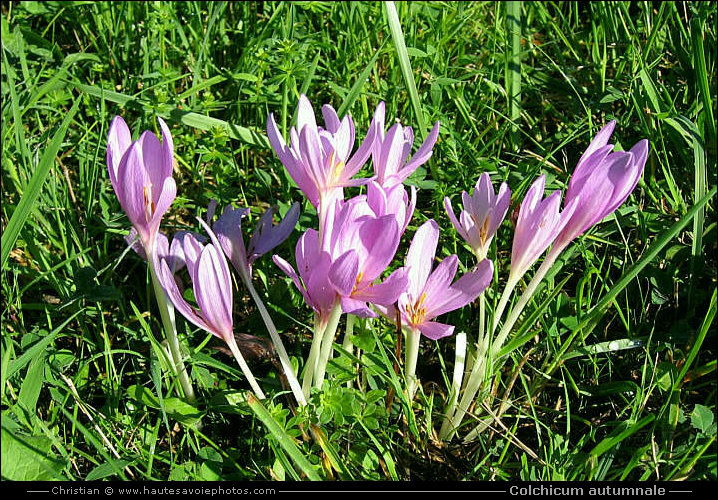 Colchique Colchicum Autumnale