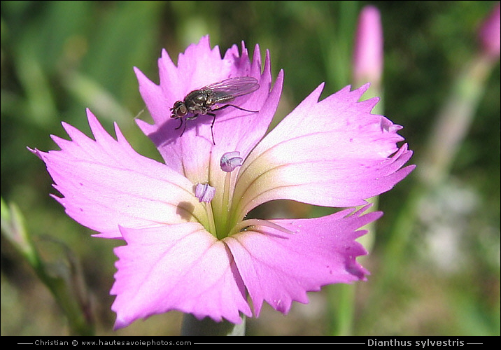 Oeillet sauvage - Dianthus sylvestris
