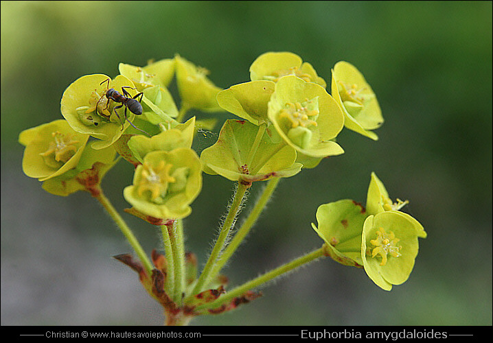 Euphorbe des bois - Euphorbia amygdaloides