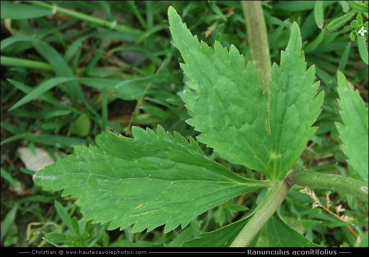 feuilles de Ranunculus aconitifolius
