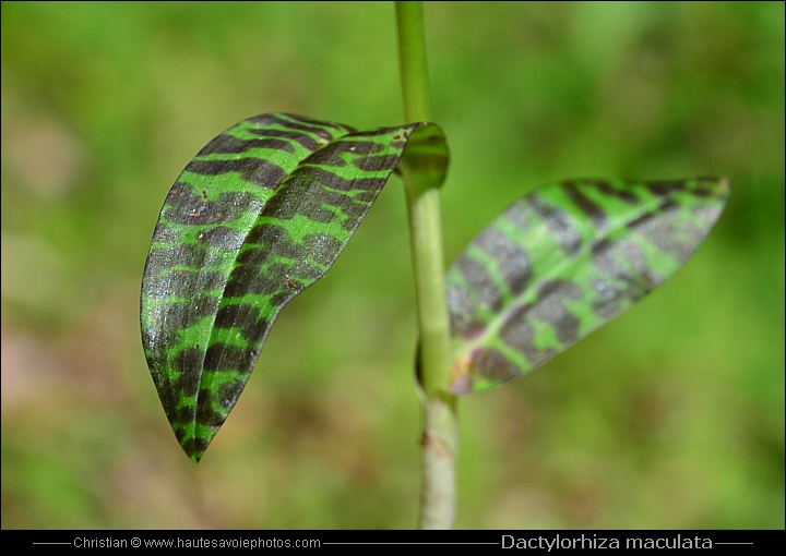 Orchis tacheté - Dactylorhiza maculata