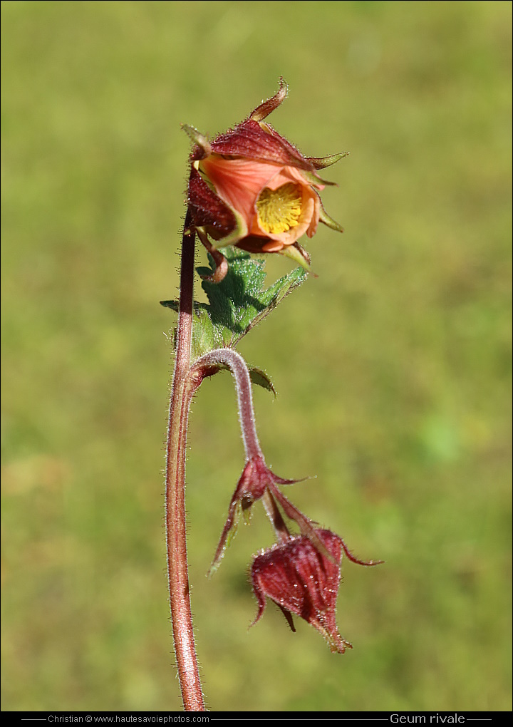 Benoite des ruisseaux - Geum rivale