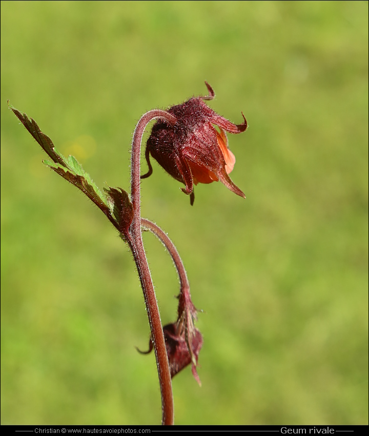 Benoite des ruisseaux - Geum rivale