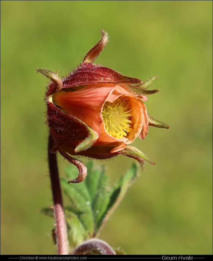 Benoite des ruisseaux - Geum rivale