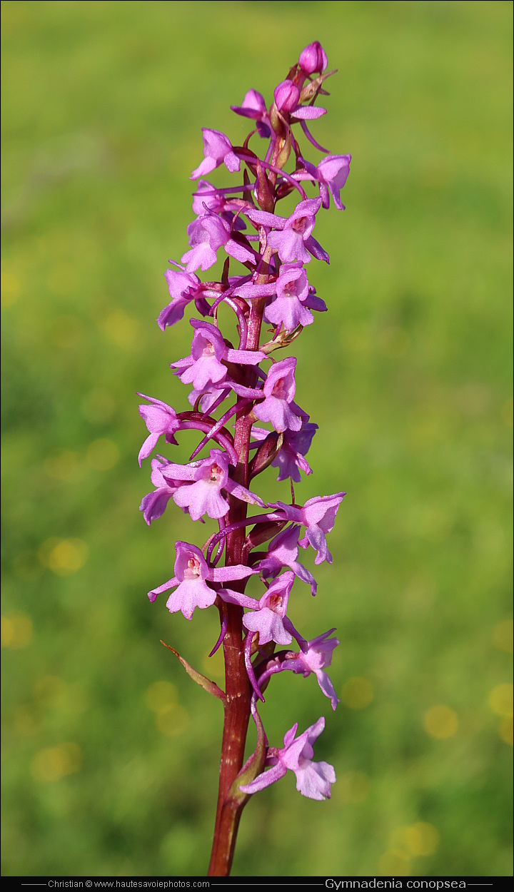 Orchis moustique ou Orchis moucheron - Gymnadenia conopsea