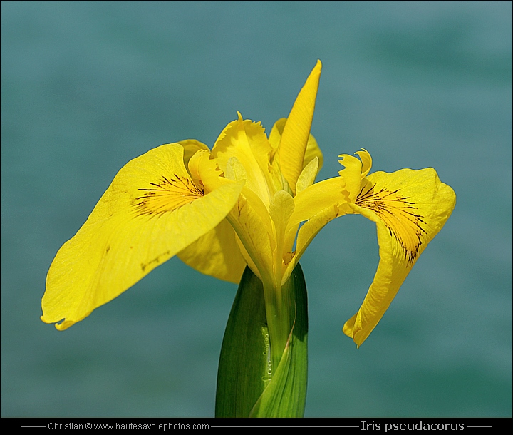 Iris des marais - Iris pseudacorus