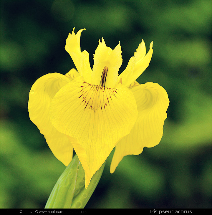Iris des marais - Iris pseudacorus