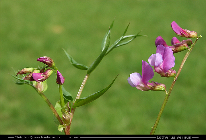 Gesse du printemps - Lathyrus vernus