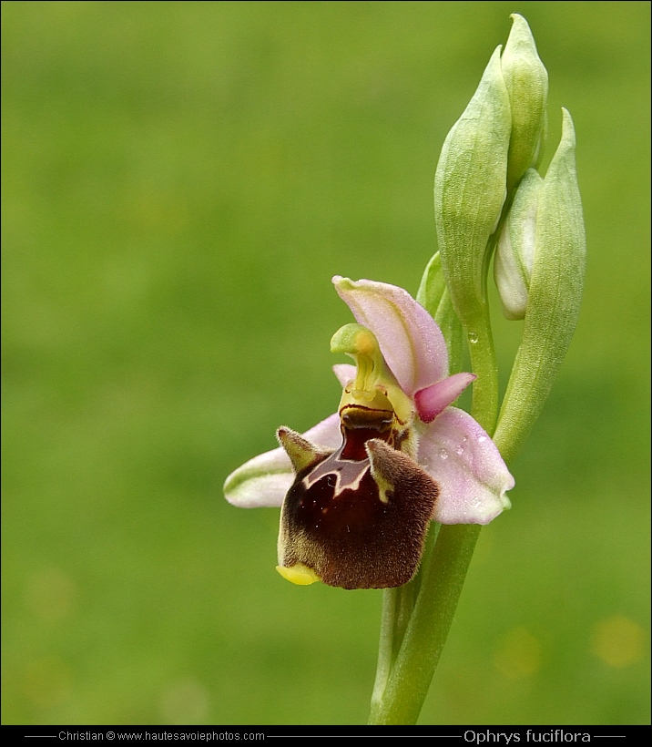 Ophrys bourdon - Ophrys fuciflora