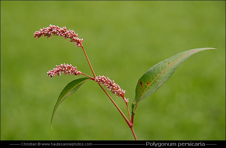 Renouée persicaire - Polygonum persicaria