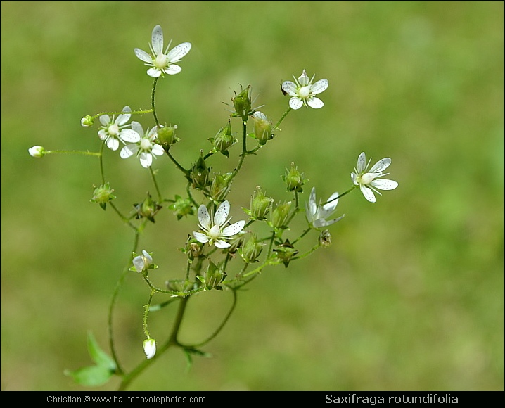 Saxifrage à feuilles rondes - Saxifraga rotundifolia