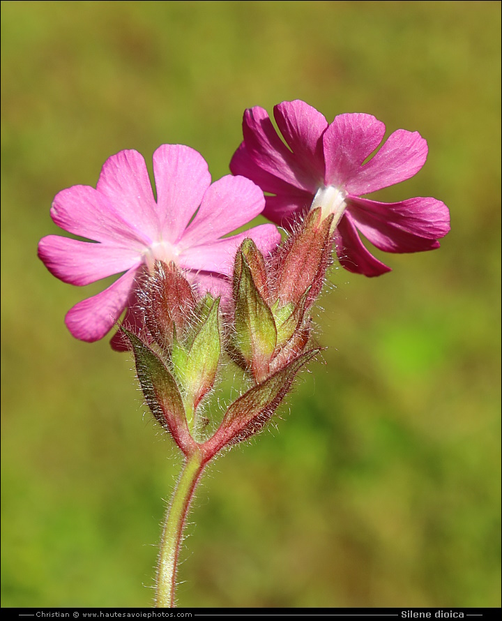 Silène dioïque ou Compagnon rouge - Silene dioica