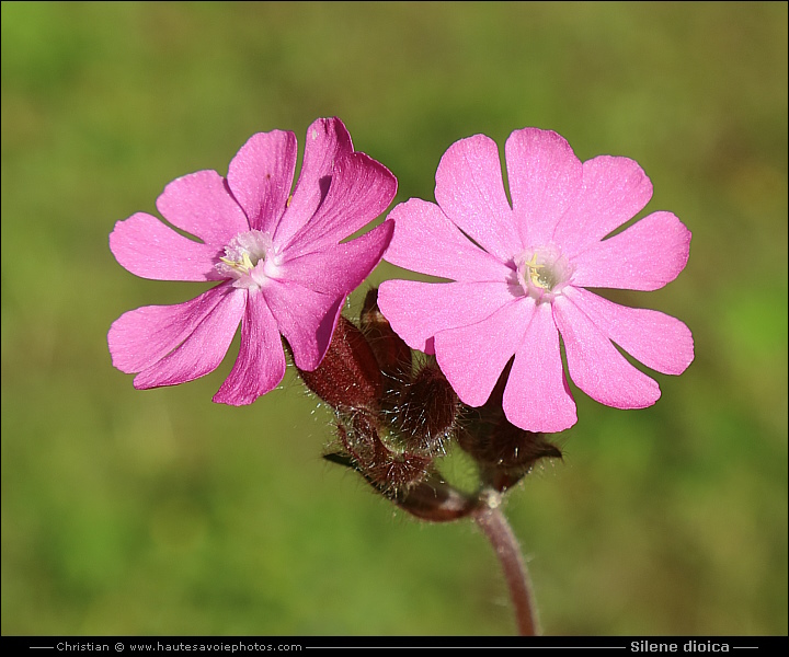 Silène dioïque ou Compagnon rouge - Silene dioica