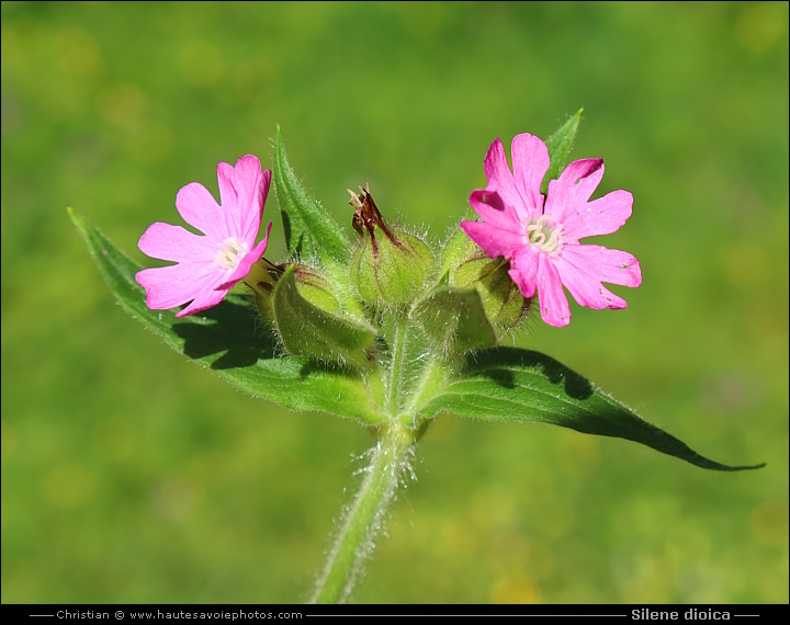 Silène dioïque ou Compagnon rouge - Silene dioica