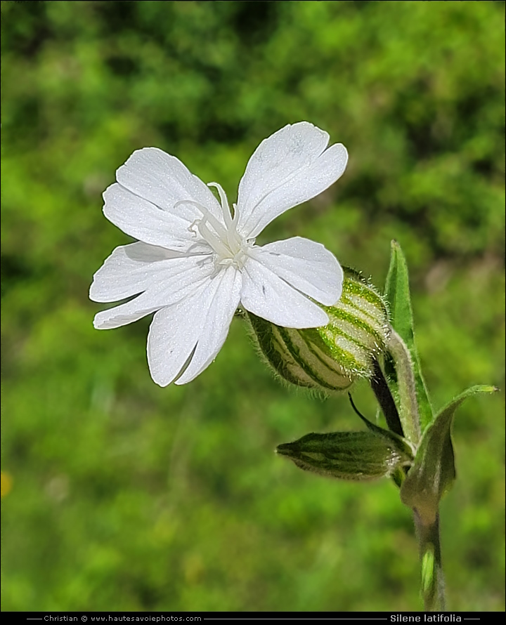 Compagnon blanc - Silene latifolia
