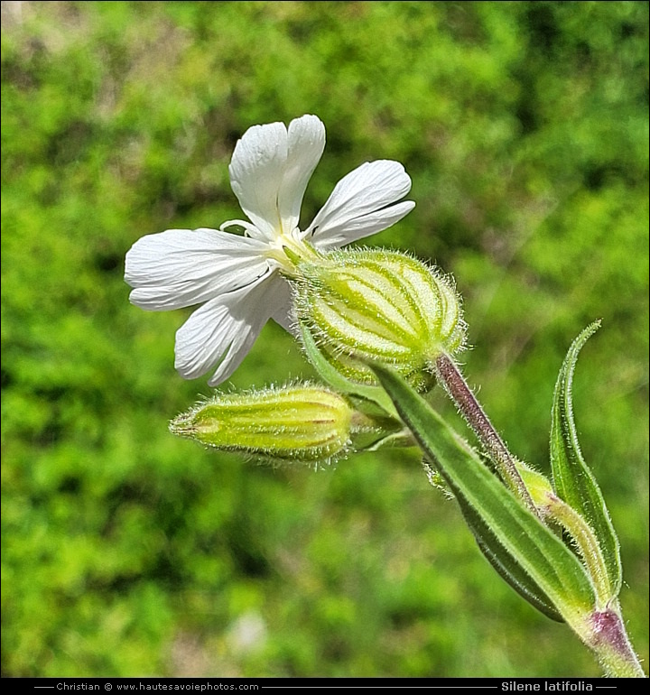 Compagnon blanc - Silene latifolia