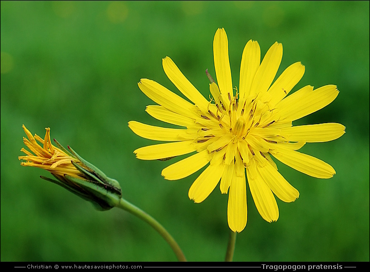 Salsifis des prés - Tragopogon pratensis