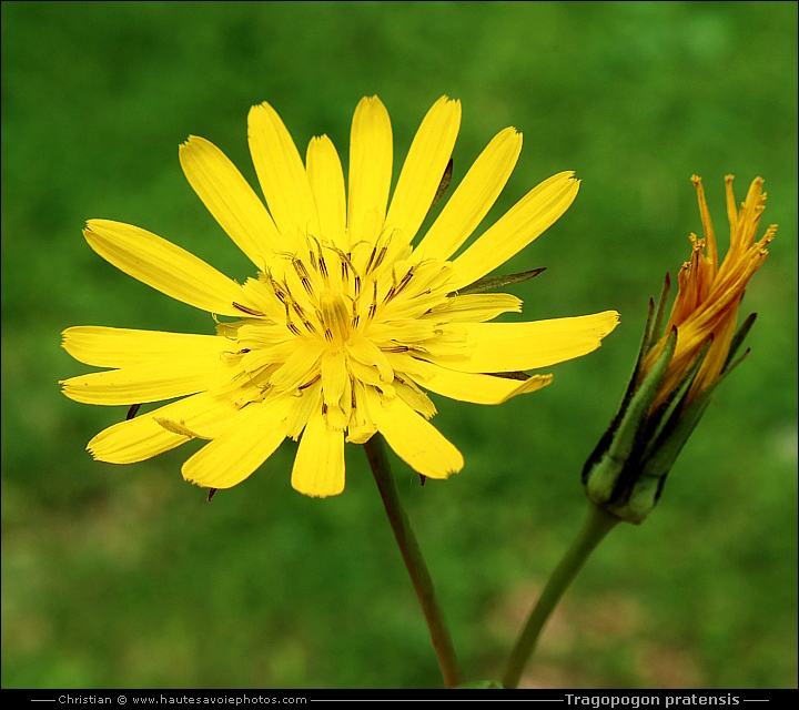 Salsifis des prés - Tragopogon pratensis