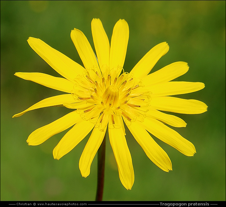 Salsifis des prés - Tragopogon pratensis