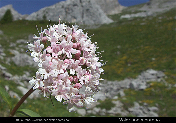 Valériane des montagnes - Valeriana montana