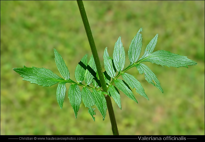 Valériane officinale - Valeriana officinalis