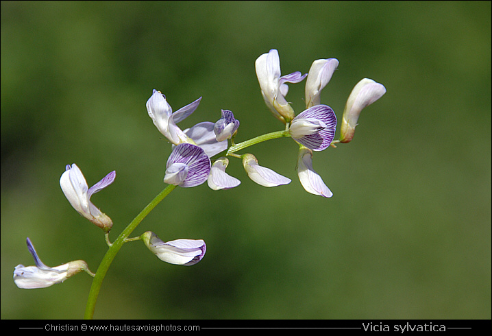 Vesse des bois - Vicia sylvatica