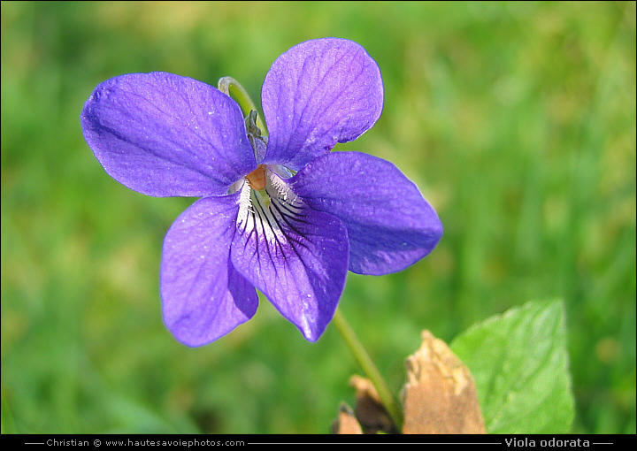 Violette odorante - Viola odorata