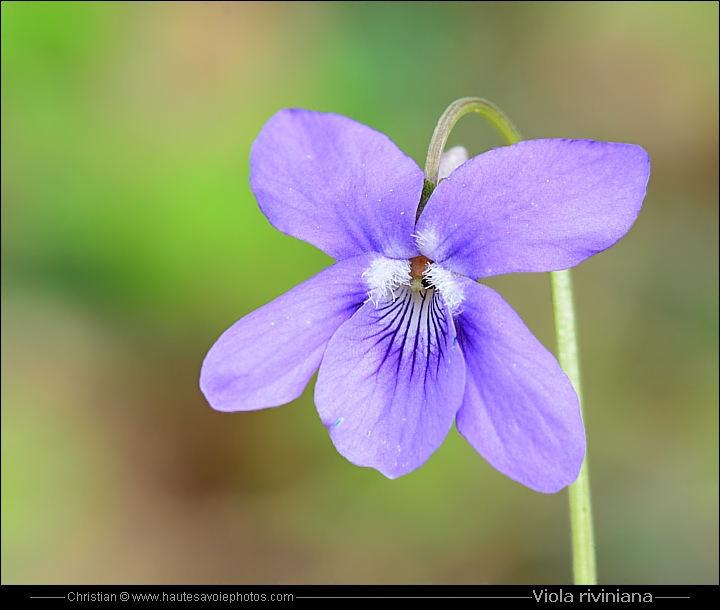 Violette de rivinus - Viola riviniana
