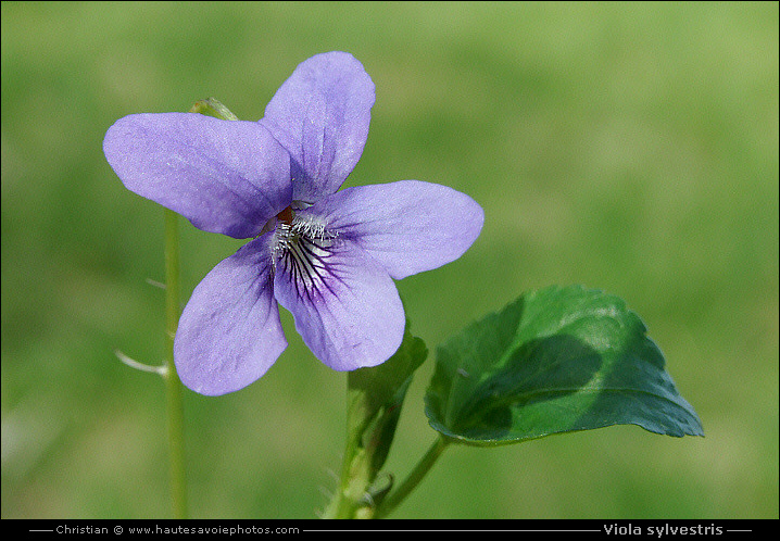 Violette des champs - Viola sylvestris